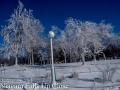 NFW_5582