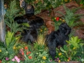 Rainforest Cafe (7)