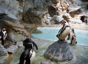 Aquarium of Niagara Falls